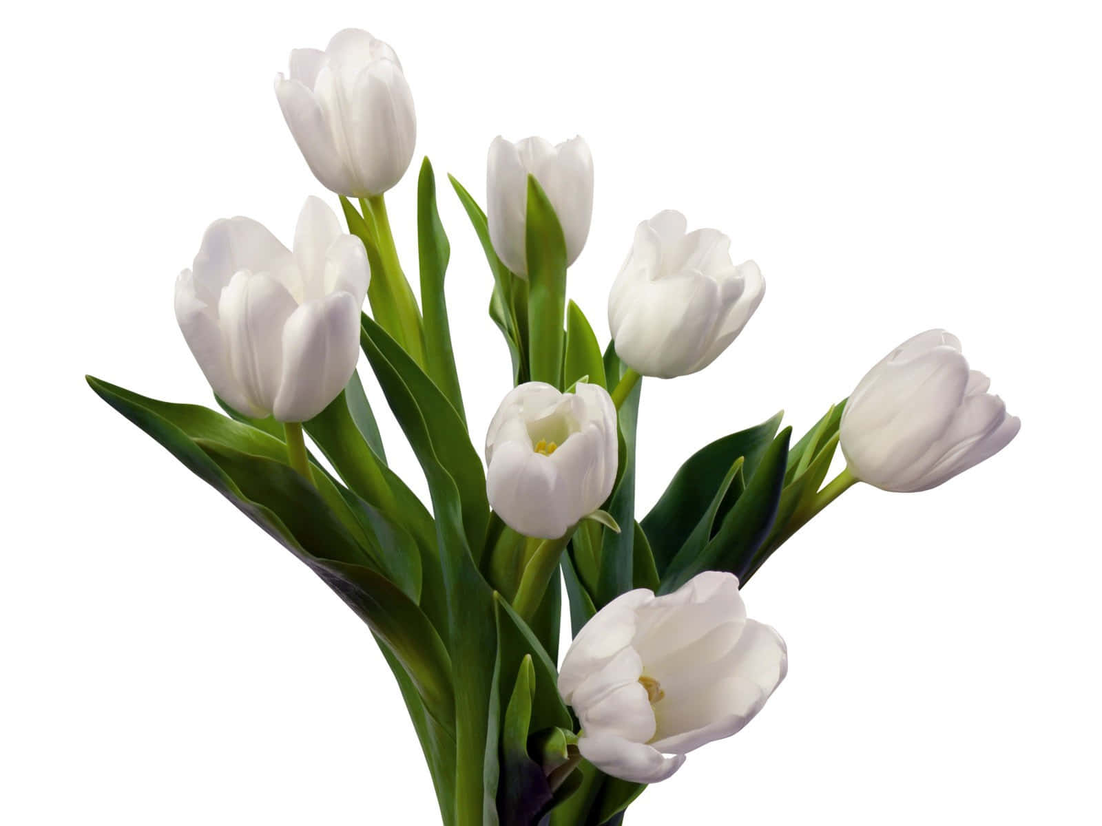 Tulipanes Vibrantes