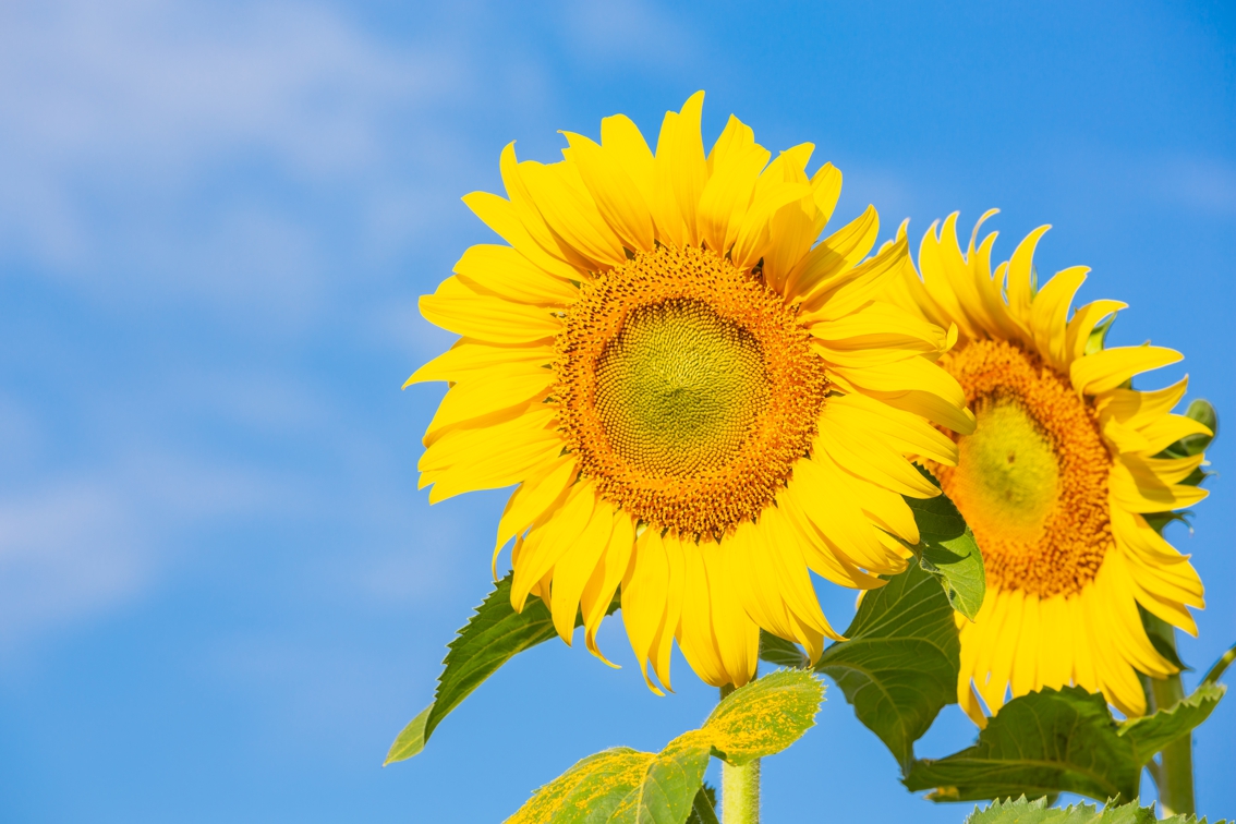 Girasoles Brillantes